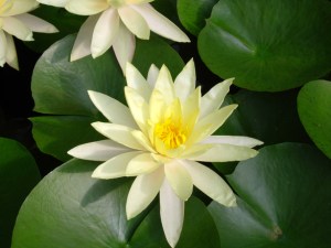 lotus-flower01-1383330